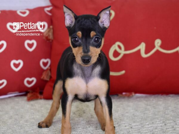 Miniature Pinscher-DOG-Female-Black & Rust-4849-Petland Lee's Summit, MO