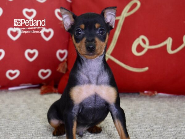 Miniature Pinscher-DOG-Male-Black & Rust-4850-Petland Lee's Summit, MO