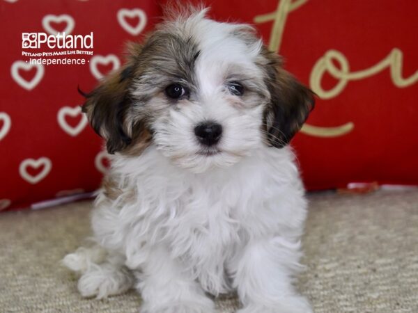 Havanese-DOG-Male-Red & White-4854-Petland Lee's Summit, MO
