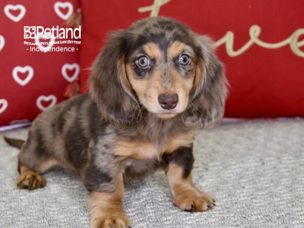Dachshund-DOG-Male-Chocolate & Tan Dapple-4852-Petland Lee's Summit, MO