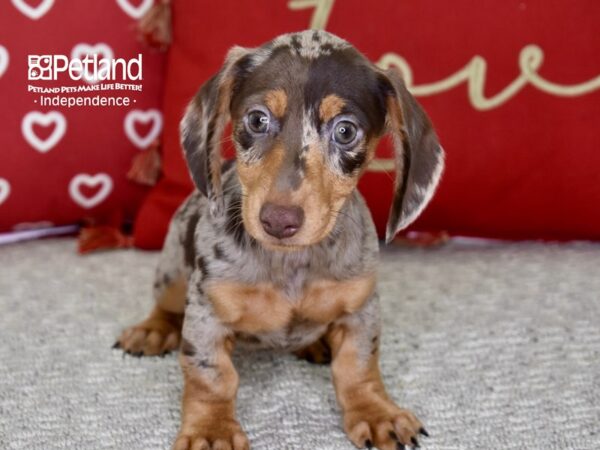 Dachshund-DOG-Male-Chocolate & Tan Dapple-4853-Petland Lee's Summit, MO