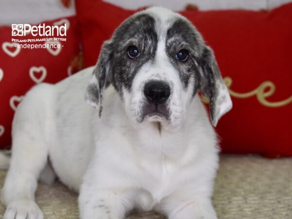 Anatolian Heeler-DOG-Female-Black, Tan, & White-4861-Petland Lee's Summit, MO