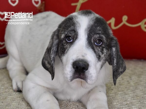 Anatolian Heeler-DOG-Male-Brindle & White-4863-Petland Lee's Summit, MO