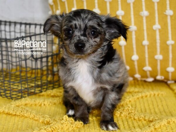Chihuahua-DOG-Male-Merle-4878-Petland Lee's Summit, MO