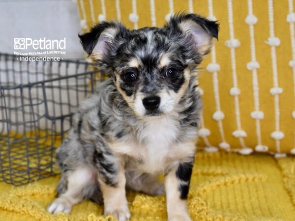 Chihuahua-DOG-Female-Merle-4879-Petland Lee's Summit, MO