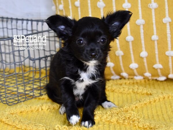 Chihuahua-DOG-Female-Black-4880-Petland Lee's Summit, MO