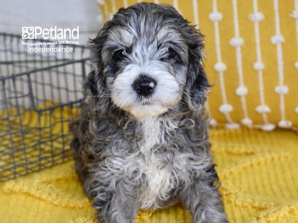 Cockapoo-DOG-Male-Blue Merle-4881-Petland Lee's Summit, MO