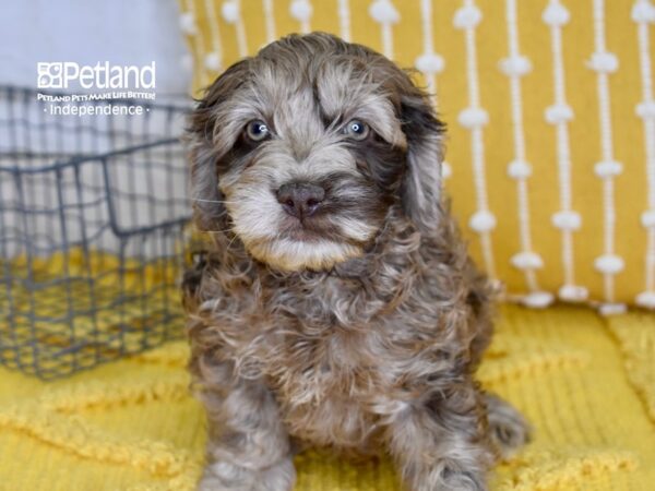 Cockapoo-DOG-Male-Chocolate Merle-4882-Petland Lee's Summit, MO