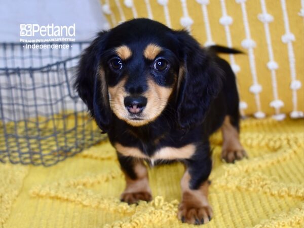 Dachshund-DOG-Male-Black & Tan-4884-Petland Lee's Summit, MO