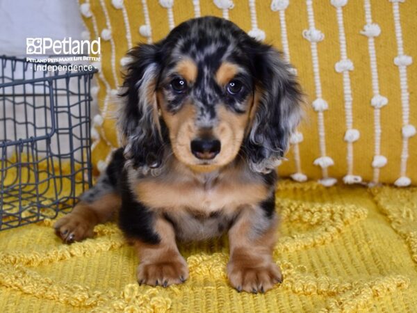 Dachshund-DOG-Male-Dapple-4883-Petland Lee's Summit, MO