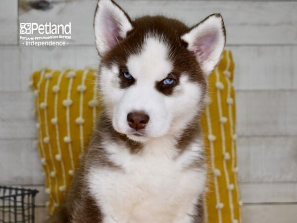 Siberian Husky-DOG-Male-Red & White-4874-Petland Lee's Summit, MO
