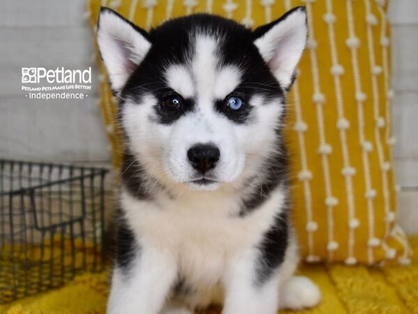 Siberian Husky-DOG-Female-Black & White-4877-Petland Lee's Summit, MO