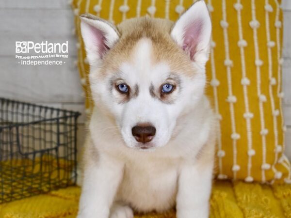 Siberian Husky-DOG-Female-Silver & White-4876-Petland Lee's Summit, MO