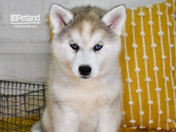 Siberian Husky-DOG-Female-Silver & White-4875-Petland Lee's Summit, MO
