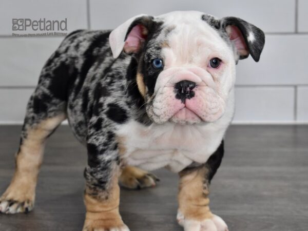 English Bulldog-DOG-Male-Blue Tri Merle-5043-Petland Lee's Summit, MO