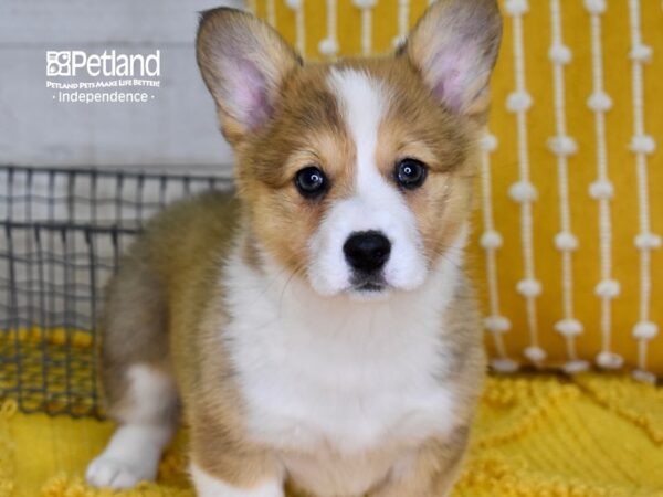 Pembroke Welsh Corgi-DOG-Female-Sable-4892-Petland Lee's Summit, MO