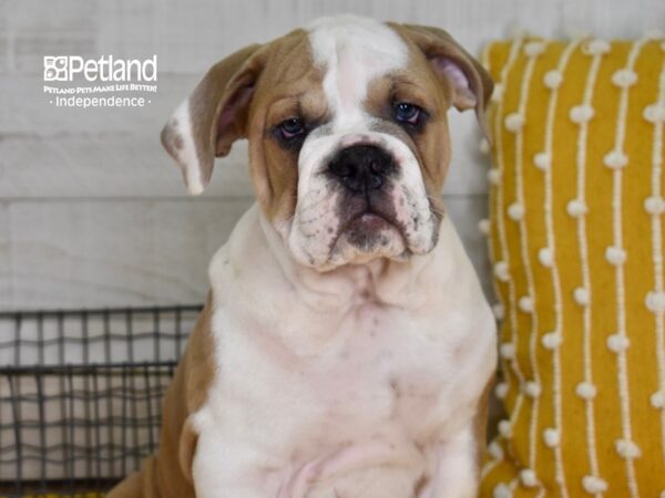 Victorian Bulldog-DOG-Male-Blue Fawn-4891-Petland Lee's Summit, MO
