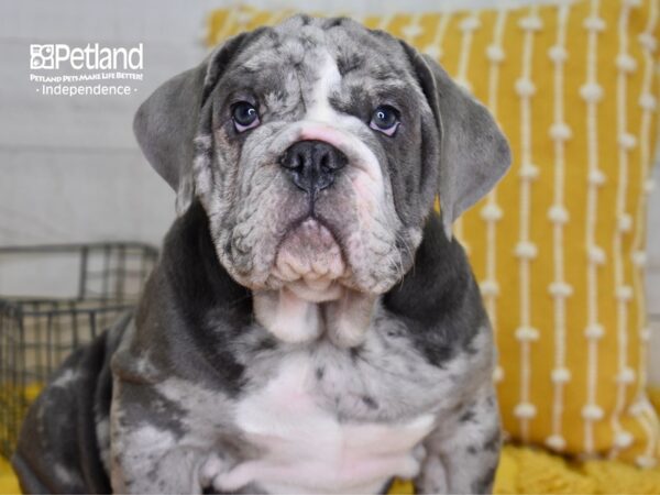 Victorian Bulldog-DOG-Male-Blue Merle-4890-Petland Lee's Summit, MO