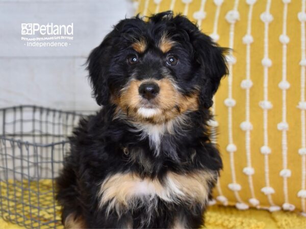 Miniature Bernadoodle-DOG-Female-Black & Tan-4889-Petland Lee's Summit, MO