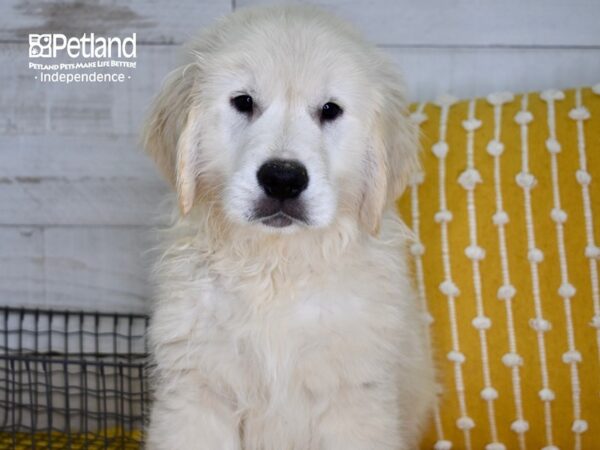 Golden Retriever-DOG-Male-Golden-4866-Petland Lee's Summit, MO