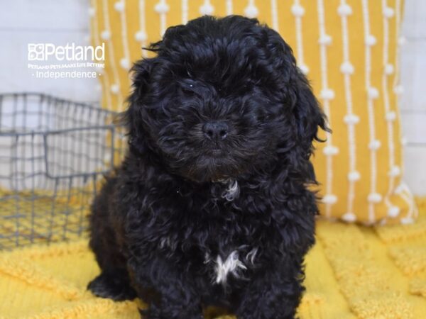 Shih Poo-DOG-Male-Black-4893-Petland Lee's Summit, MO