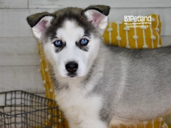 Siberian Husky-DOG-Female-Silver & White-4886-Petland Lee's Summit, MO