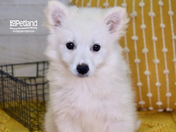 American Eskimo-DOG-Female-White-4873-Petland Lee's Summit, MO