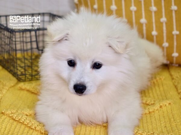 American Eskimo-DOG-Male-White-4872-Petland Lee's Summit, MO