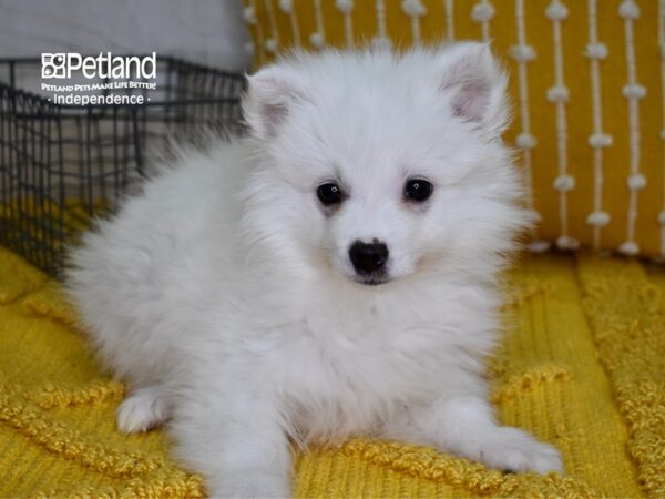 American Eskimo-DOG-Male-White-4871-Petland Lee's Summit, MO