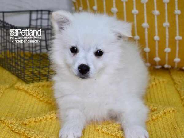American Eskimo-DOG-Male-White-4870-Petland Lee's Summit, MO