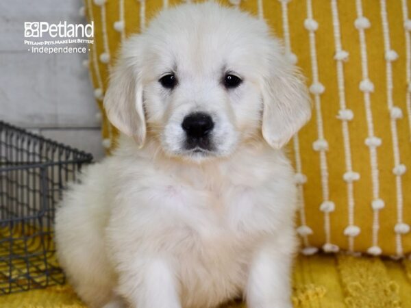 Golden Retriever-DOG-Female-Light Golden-4897-Petland Lee's Summit, MO