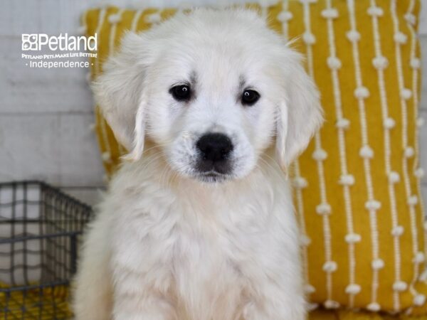 Golden Retriever-DOG-Male-Light Golden-4895-Petland Lee's Summit, MO