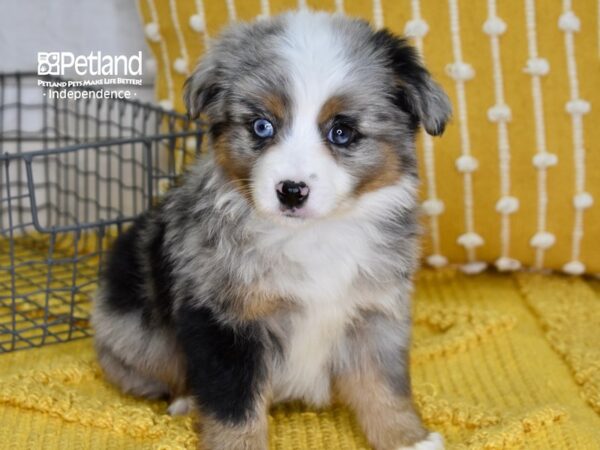 Toy Australian Shepherd-DOG-Male-Blue Merle-4899-Petland Lee's Summit, MO