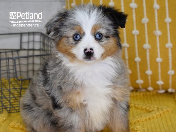 Toy Australian Shepherd-DOG-Female-Blue Merle-4900-Petland Lee's Summit, MO