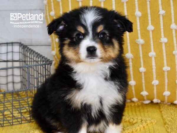 Toy Australian Shepherd-DOG-Male-Black Tri-4904-Petland Lee's Summit, MO