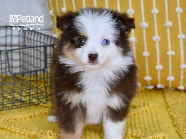Toy Australian Shepherd-DOG-Female-Red Tri-4903-Petland Lee's Summit, MO