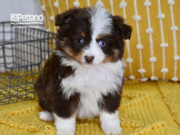 Toy Australian Shepherd-DOG-Female-Red Tri-4902-Petland Lee's Summit, MO