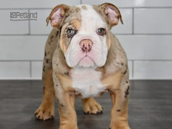 English Bulldog-DOG-Male-Chocolate Tri Merle-5008-Petland Lee's Summit, MO