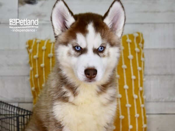 Siberian Husky-DOG-Male-Red & White-4912-Petland Lee's Summit, MO