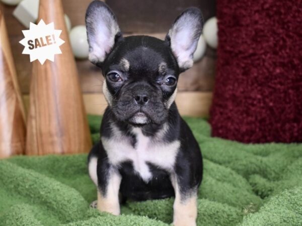 French Bulldog-DOG-Male-Black & Tan-4713-Petland Lee's Summit, MO