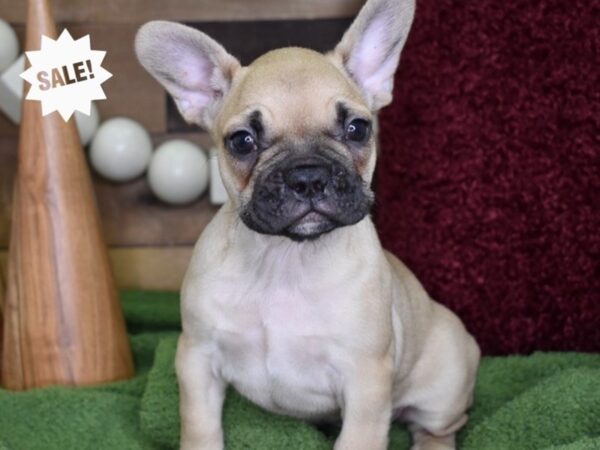 French Bulldog-DOG-Female-Fawn-4715-Petland Lee's Summit, MO