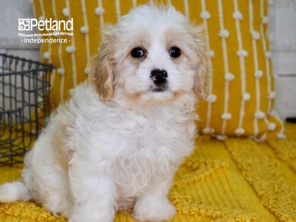 Cavachon-DOG-Female-Cream & White-4919-Petland Lee's Summit, MO