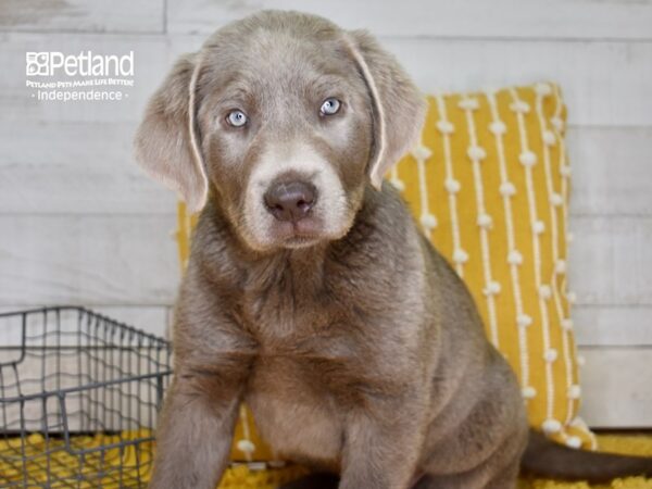 Labrador Retriever-DOG-Male-Silver-4915-Petland Lee's Summit, MO