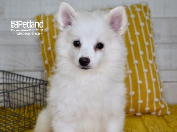 American Eskimo-DOG-Female-White-4909-Petland Lee's Summit, MO