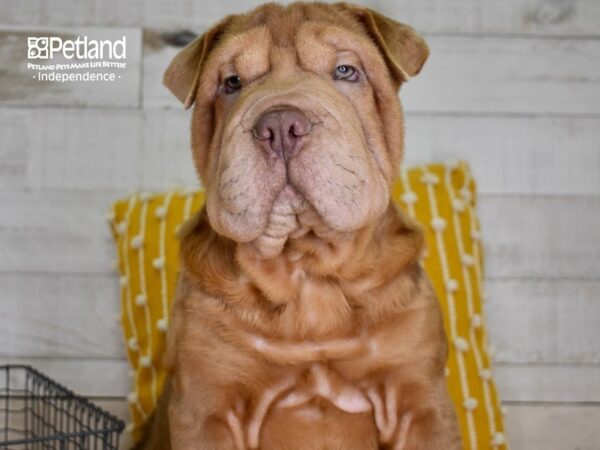 Bull-Pei-DOG-Male-Lilac Dilute-4911-Petland Lee's Summit, MO