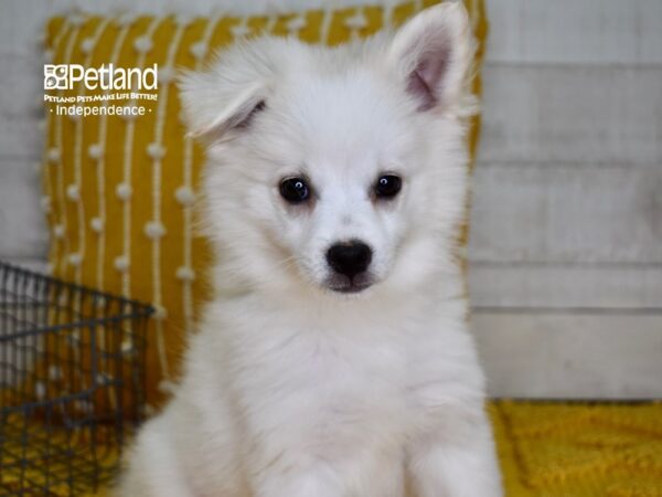 American Eskimo-DOG-Male-White-4908-Petland Lee's Summit, MO