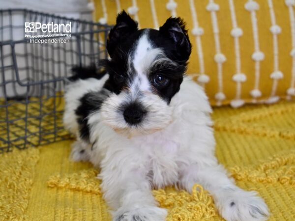 Miniature Schnauzer-DOG-Female-Black & White-4928-Petland Lee's Summit, MO