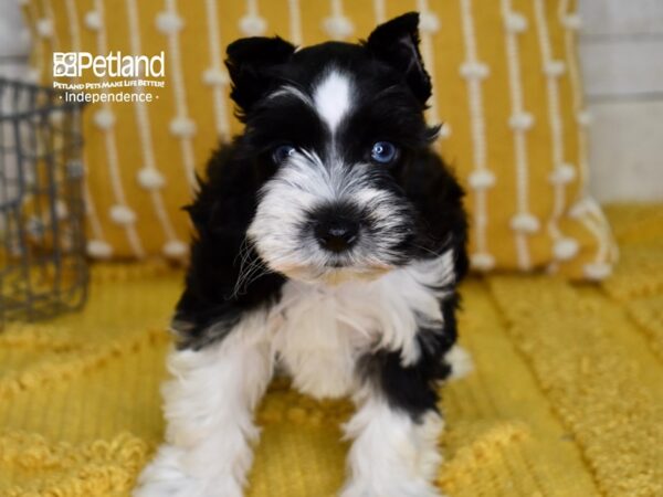 Miniature Schnauzer-DOG-Male-Black & white-4927-Petland Lee's Summit, MO