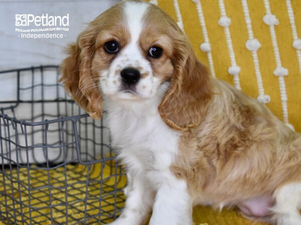 Cockalier-DOG-Female-Blenheim-4922-Petland Lee's Summit, MO