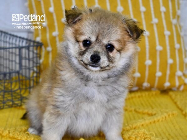 Pomchi-DOG-Male-Sable-4925-Petland Lee's Summit, MO